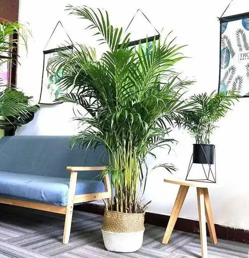绿植种养小妙招,让绿植美化你的家