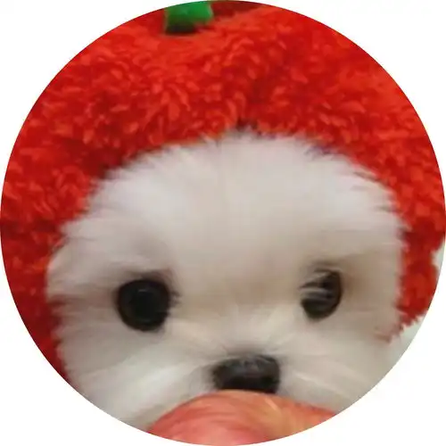 人类未解之谜猫是水做的爆笑萌宠