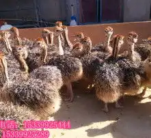 黄页88高清图片