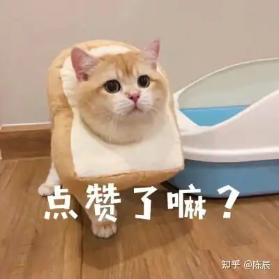 猫多大能洗澡