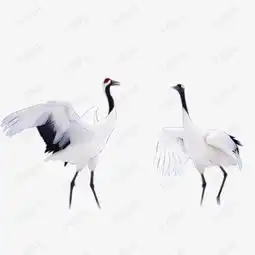 起舞的仙鹤素材图片免费下载高清psd千库网图片编号4968588