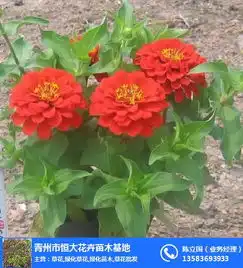 宿根草花草花合胜花卉苗木