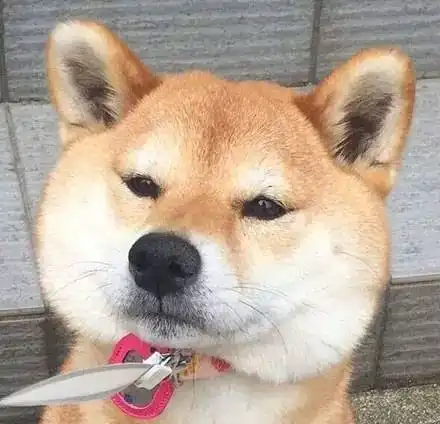 小心柴犬,有毒