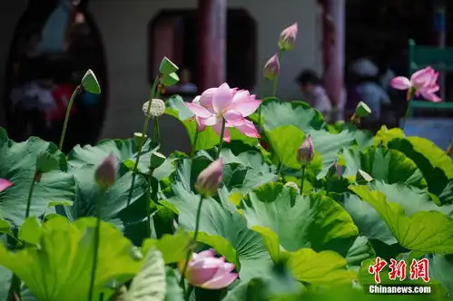 云南昆明荷花盛开吸引游人