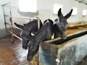 关注驴产业之敖汉养殖模式