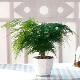 植物选的好,一秒提升家居格调