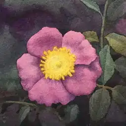 画玫瑰,他一画就是二十年,太美了