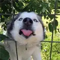 微信搞笑二哈头像图片大全微信头像图片大全