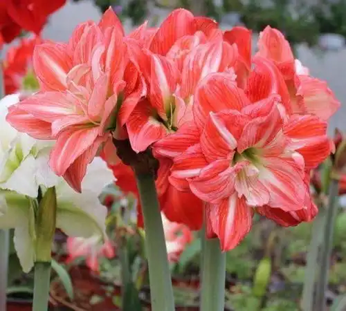 4种花养在家里,一整年都有好运气,花量大不操心,越养越喜欢