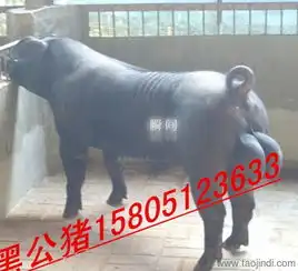 安徽哪里有黑母猪出售黑母猪什么品种好价格厂家图片