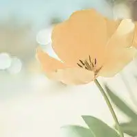 手机微信花草小清新自然微信头像图片大全