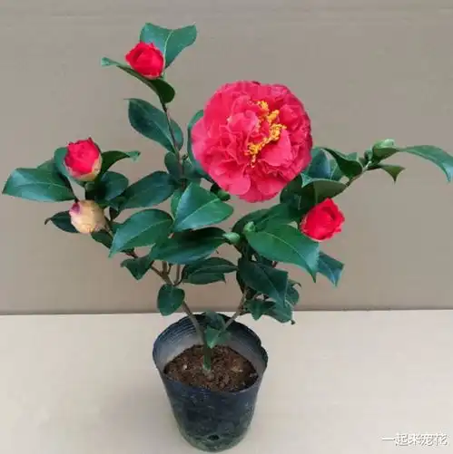 忘了月季吧,此花颜值高香味浓,零下20照样生机勃勃