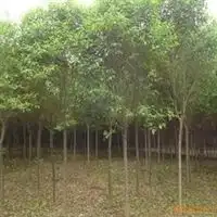 沭阳县森业花木园艺中心信息尽在农苗网第19页