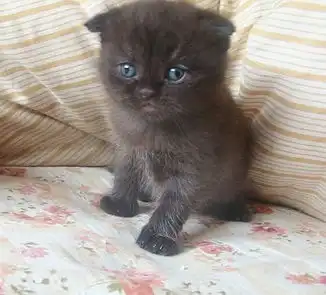 家养英短折耳黑猫满月咯