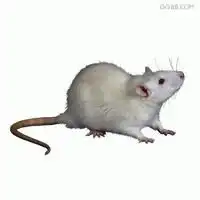 鼠文化鼠