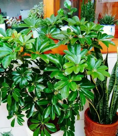 家中阳台,养这3种植物,寓意招财进宝,天天都有好心情