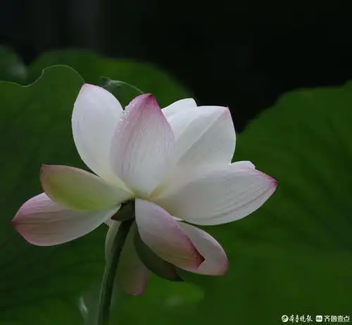 济南动物园东门湖荷花盛放,尽显夏日风情