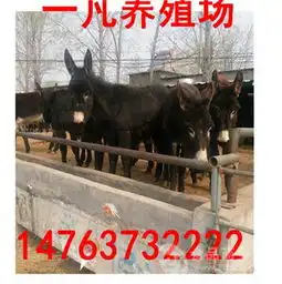 肉驴苗多少钱春天适合养殖哪个品种的肉驴价格,产品报价