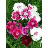 北京玉辉花卉林木种子站.13718688616北京二月兰种子.北京五角枫种子