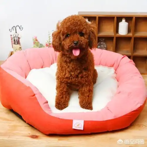 为什么看房子要带狗狗