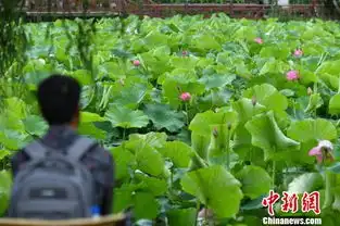 第31届全国荷花展昆明开幕500余种荷花竞相开放组图