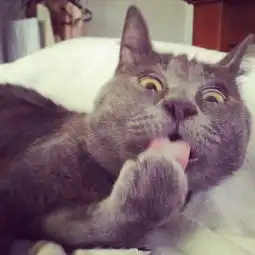 猫咪因好奇脸走红,背后的原因让人心疼