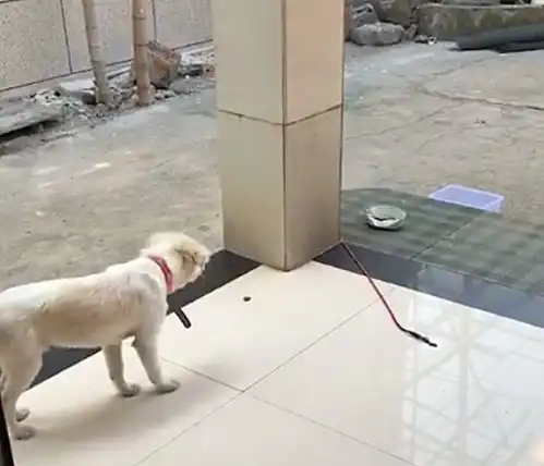 老爸开车,压坏狗狗的饭碗,狗狂叫是谁碾瘪了我的铁饭碗