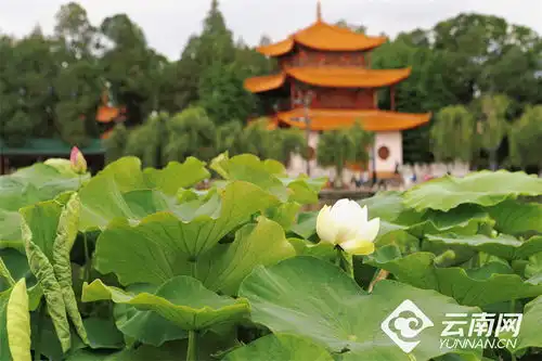 大观公园夏日荷花初绽放
