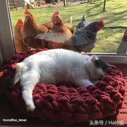 众鸡围观肥猫画面哇从来没看过这么胖的喵呢