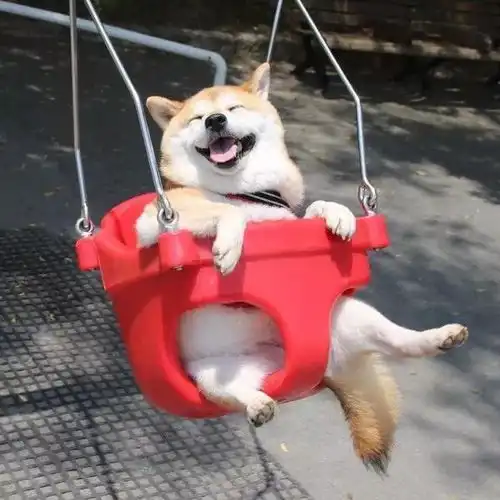 买到病柴犬怎么办新手去哪儿才能买到健康的柴犬