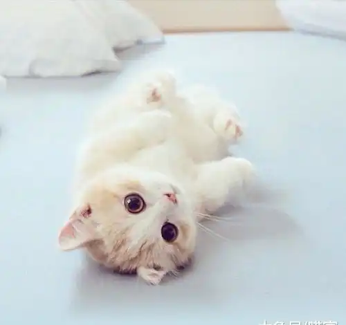 主人用猫薄荷就能控制猫咪太天真了有的猫咪根本不吃这一套