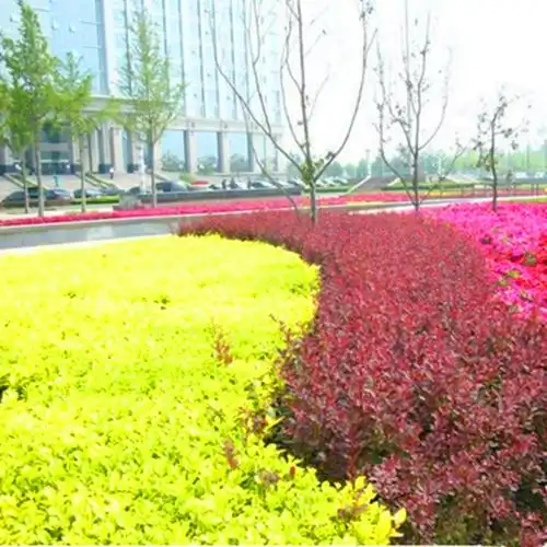 庭院设计8种可以做围墙的植物,围上一圈,让你的院子优雅又美观