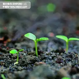 发芽嫩芽绿芽迹象萌芽生命力量萌发生机广告素材大辞典高清图片免费下载jpg格式4301像素编号310150千图网