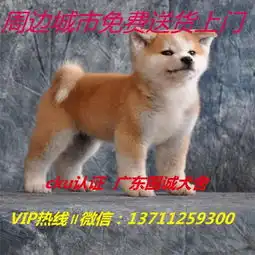 佛山禅城哪里有狗买佛山禅城哪里有卖柴犬