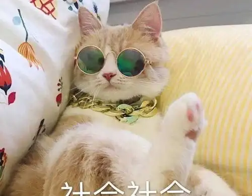 猫咪本喵不是宠物你才是宠物,你全家都是宠物