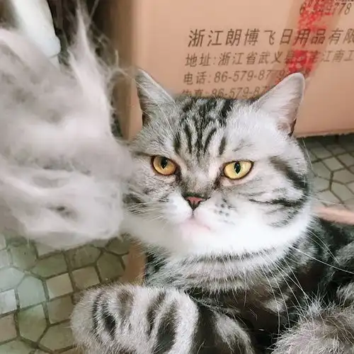 猫与猫毛