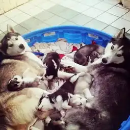 您好,您点的犬家桶到了
