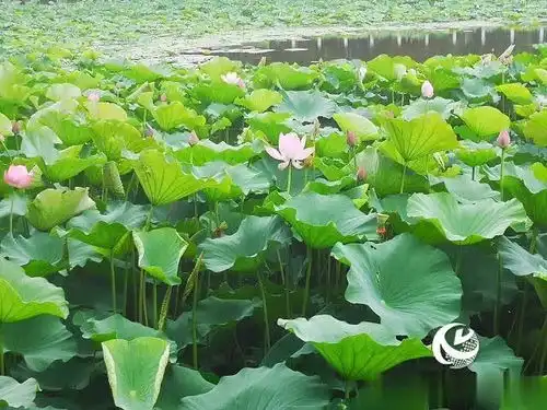 驻马店置地公园荷花盛开美不胜收