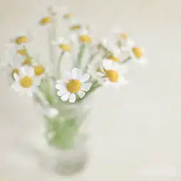小清新唯美淡雅花卉摄影图片