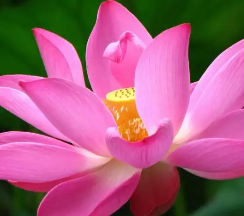 8月2号开始,喜鹊报喜,4属相贵人相助,事业步步高升,事事如意