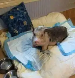 家中失火,宠物猪却冒死冲进火场叼出一包东西