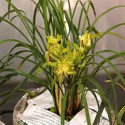 兰花图片,兰花图片大全