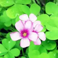 微信最吉利的好看头像四叶草缤越
