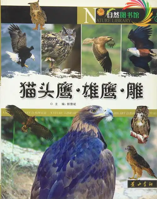 猫头鹰雄鹰雕自然图书馆