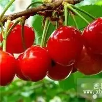 车厘子樱桃苗供应车厘子樱桃苗车厘子樱桃苗价格
