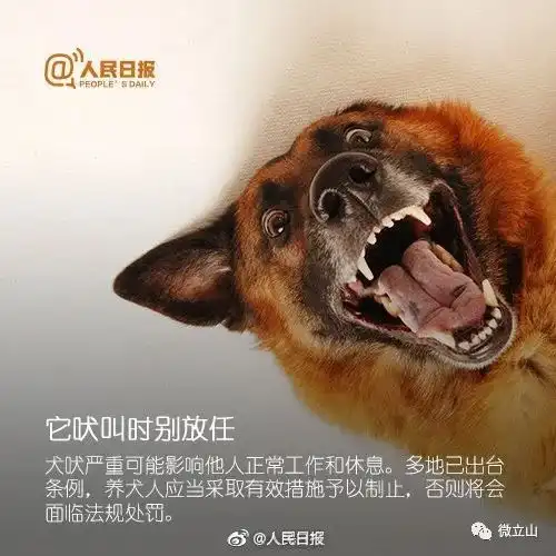 宠物狗狗网易订阅
