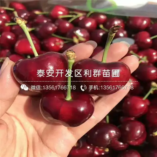 珊瑚香槟樱桃苗批发-黄页88网