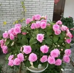 6月养花,这4种花不能买,不然买一盆死一盆,白花冤枉钱养护