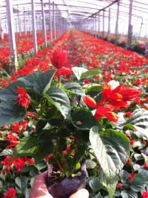 一串红培育基地文霖花卉苗木种植供应实惠的一串红