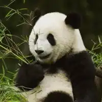 熊猫头像真实可爱图片贱萌熊猫qq头像大全